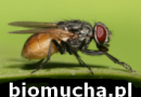BIOMUCHA - Sprawdzony sposób na muchy w chlewniach, oborach i stajniach