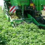 AVR Spirit 8200 Kombajn do zbioru ziemniaków