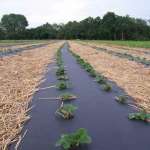 Rozwijarki PS14-PS19