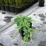 Juniperus Squamata 