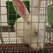 Królik Popielniański Biały