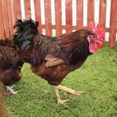 Karmazyn/RIR (R-11) - Kura