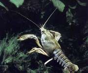 Biznes w rolnictwie - propozycje hodowli, inne formy