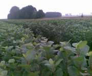 Sadzonki aronii, porzeczki czarnej i czerwonej