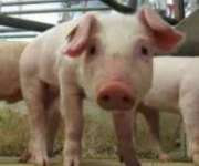 Sprzedam duńskiego warchlaka