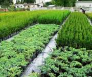 Sprzedam krzewy ozdobne różnych gatunków i odmian