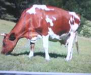 Obornik bydlęcy,naturalny nawóz worki 25kg