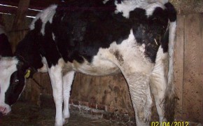 Jałówki cielne 2 szt