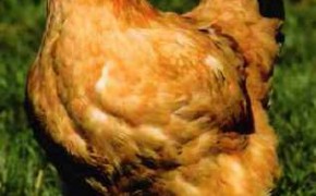 Kurki odchowane kolorowe ogólnoużytkowe