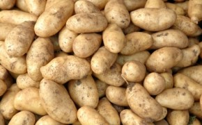 Sprzedam ziemniaki jadalne i na skarmienie