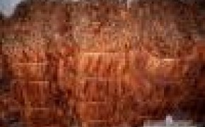 Sprzedam liście tytoniu I klasa