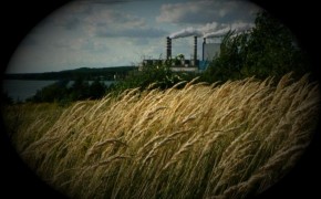 Kupię zrębkę kukurydzy