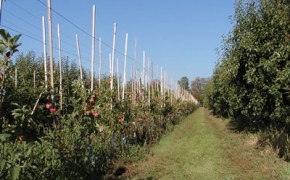 Wiosenne opryski drzew owocowych – nie spóźnijmy się