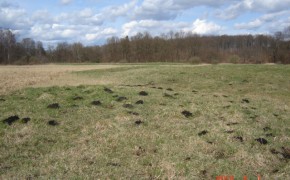 DZIAŁKA ROLNA Z LASEM, RĘBUSZ