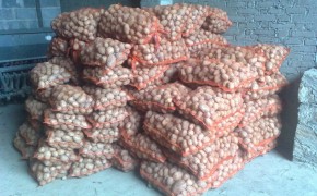 Ziemniaki Jadalne Wineta Bryza żółte łódźkie!!!