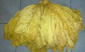 Liście tytoniu 20zł za kg