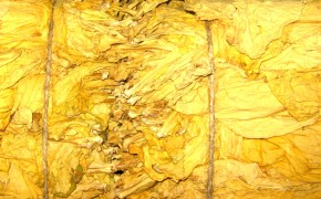 EKOLOGICZNE Liście tytoniu Virginia KLASA 1,Burley KLASA 1