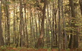 Sprzedam las 10,5 ha - Łęki Strzyżowskie