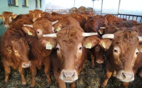 Jałówki Limousine 100 %