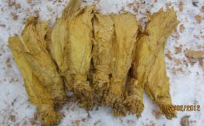 Sprzedam  liście Virginia i Burley BARDZO TANIO