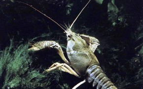 Biznes w rolnictwie - propozycje hodowli, inne formy