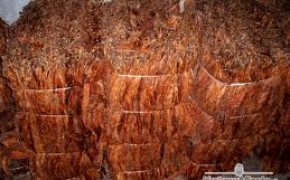 Sprzedam liście tytoniu I klasa  tel.663-535-221