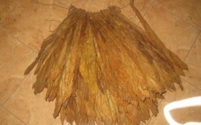 TYTOŃ LIŚCIE TYTONIU BURLEY VIRGINIA MILLENIUM