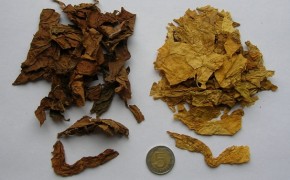 BUŁGARIA - liście tytoniu - DOLNY ŚLĄSK - LEGNICA