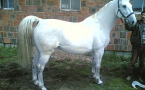 Sprzedam klacz Dynastia