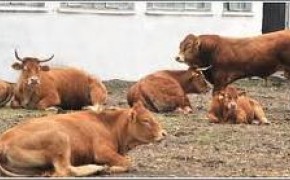 BYDŁO,ZBOŻE,NAWOZY CAŁA POLSKA