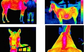 zdjęcia termowizyjne zwierząt - wczesne wykrywanie chorób