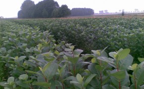 Sadzonki aronii, porzeczki czarnej i czerwonej