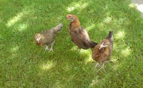 Kury Zielononóżki kura zielononóżka kuropatwiane odchowane 6 tygodni, Świadectwo pochodzenia, Leghorny