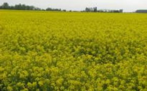 Nawóz organiczno-mineralny azotowy!!!fertigrain foliar