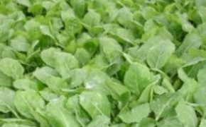 Produkja rozsad (sadzonki)