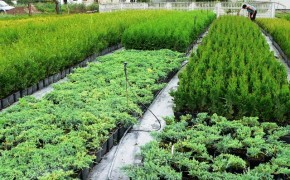 Sprzedam krzewy ozdobne różnych gatunków i odmian