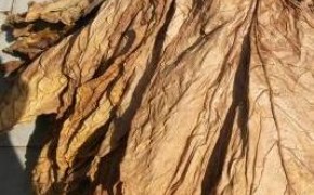 liście tytoniu burley virginia mocny skroniowski oraz kentuk