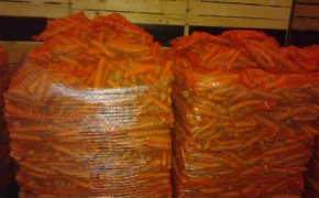 Marchew worek raszel 10 kg promocja!