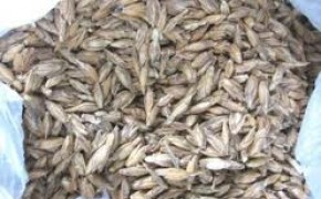 PSZENICA!!! ORKISZ!!! 5O TON!!! TANIO!!!Mam do sprzedania pszenicę orkisz w ilości ok. 50 ton. Pszenica jest z tegorocznego zbioru. Czyszczona mechanicznie.