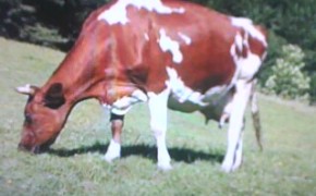 Obornik bydlęcy,naturalny nawóz worki 25kg