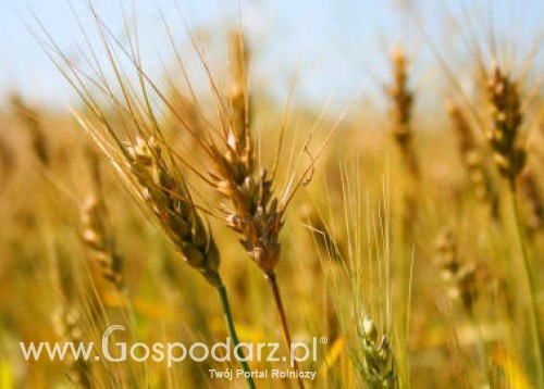 W tym roku zbiory pszenicy oraz kukurydzy będą niższe