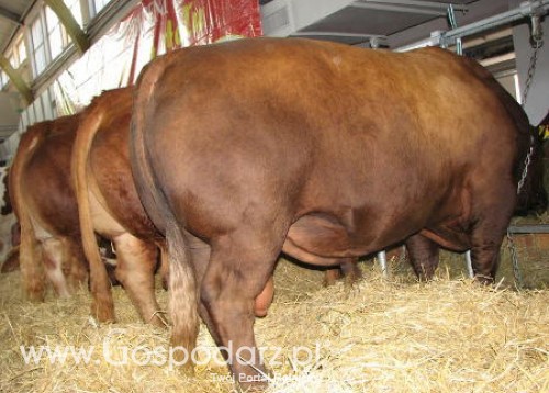 Australia – Eksport wołowiny