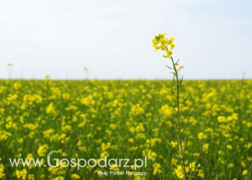 Kolejna weryfikacja tegorocznych zbiorów rzepaku