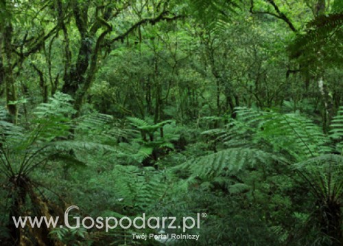 Zakończyło się przyjmowanie wniosków o pomoc na zalesianie