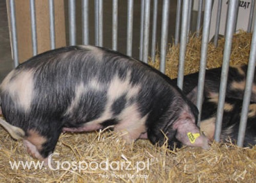 Spadek podaży żywca wieprzowego