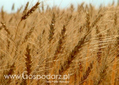 Krajowe ceny skupu zbóż