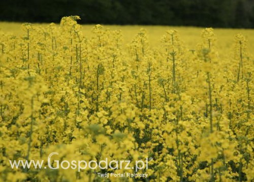 Sytuacja na rynku rzepaku