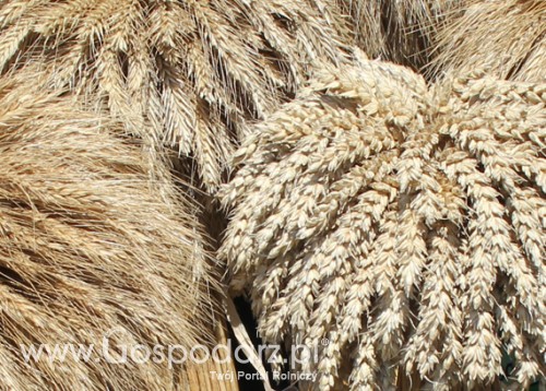 Ceny zbóż i oleistych na giełdach światowych–07.09.2011