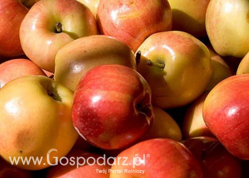 Tegoroczne zbiory owoców będą wyższe