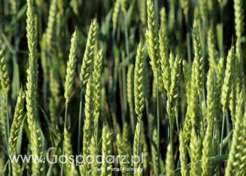 Czy ceny zbóż będą spadać?